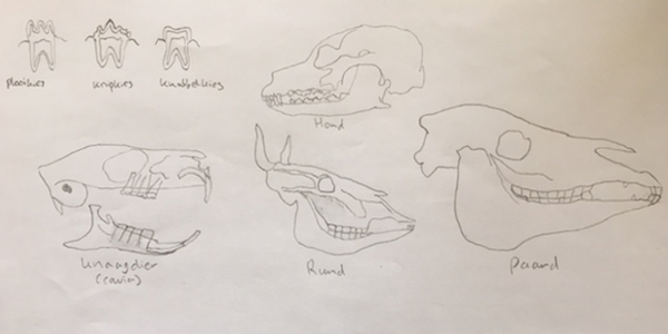 tekeningen gebit gebitsopbouw