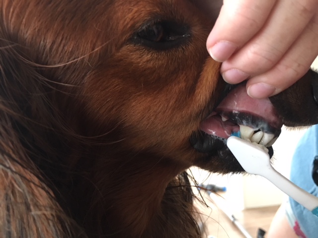 Gebit tanden poetsen